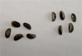  Seeds from two fruits